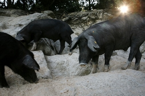 Les porcins Les porcins