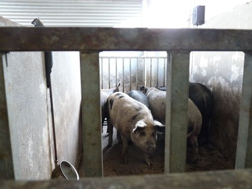 CORSE-MATIN : L'abattoir de Bastelica se modernise CORSE-MATIN : L'abattoir de Bastelica se modernise