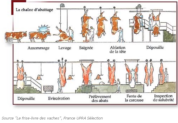 Les étapes d'abattage Les étapes d'abattage